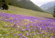 004.-Dolina-Chocholowska-w-Tatrach