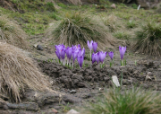 004.-Krokus-spiski_2006