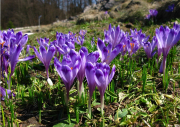 005.-Krokus-spiski_2013