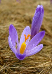 007.-W-deszczu-na-Siwej-Polanie