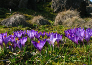 008.-Krokusy-spiskie-powsinskich-gorach