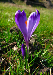 010.-Kwiat-krokusa-spiskiego