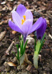 011.-Kwiat-krokusa-wiosennego
