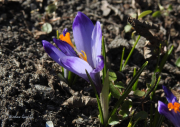 012.-Kwiat-krokusa-karpackiego