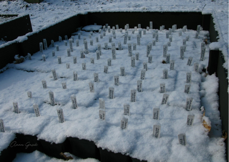 001.-Wysiane-probki-nasion-zimujace-pod-golym-niebem