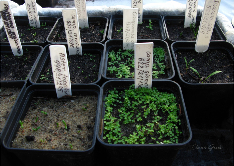 002.-Kielkujace-nasiona-w-szklarni