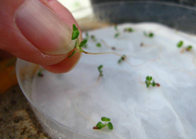 005.-Mlode-rosliny-po-testach-na-sile-kielkowania