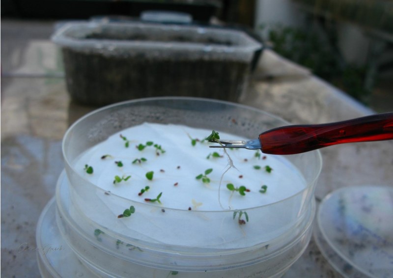 006.-Delikatne-rosliny-kielkujace-na-szalkach