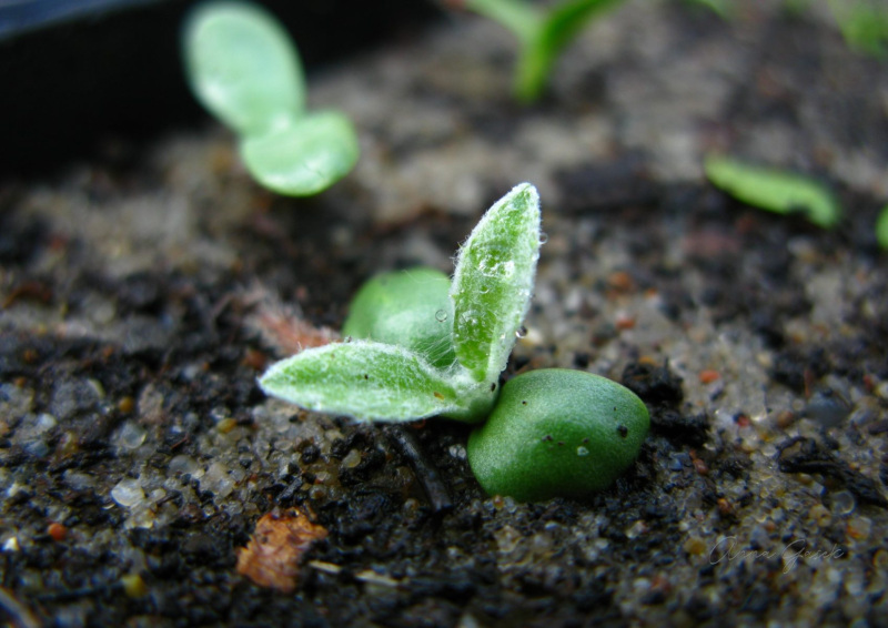 007.-Dziewiecsil-poplocholistny-wypikowany-do-skrzynki