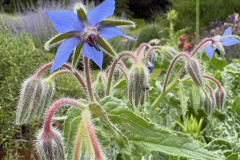 1.-Ogorecznik-lekarski-Borago-officinalis