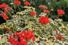 15.-Pelargonia-rabatowa-Pelargonium-zonale-Mr-Pollock