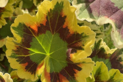 16.-Liscie-pelargonii-rabatowej-Pelargonium-zonale-Mr-Pollock