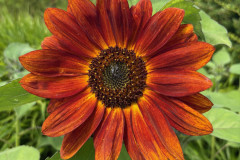 17.-Slonecznik-zwyczajny-Helianthus-annum-Red-Sun