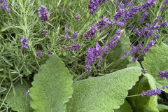 18.-Liscie-szalwii-muszkatolowej-Salvia-sclarea-i-kwiatostany-lawendy-waskolistnej-Lavandula-angustifolia-Hidcote-Blue-Strain