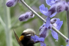 19.-Trzmiel-na-perowski-lobodolistnej-Perovskia-atriplicifolia