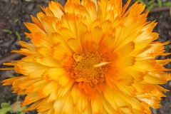 2.-Nagietek-lekarski-Calendula-officinalis-Apricot-Beauty