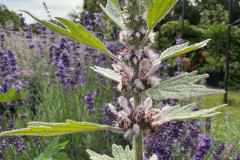 20.-Serdecznik-pospolity-Leonurus-cardiaca