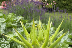 21.-Ostropest-plamisty-Sylibum-marianum