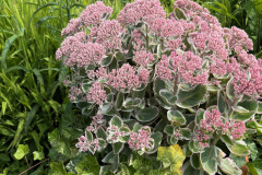 22.-Rochodnik-wielki-Sedum-telephium-LA-VIE-EN-ROSE-‘Florsegwl-PBR