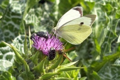 23.-Bielinek-kapustnik-na-ostropescie-plamistym-Sylibum-marianum