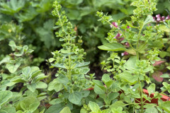 24.-Lebiodka-pospolita-Origanum-vulgare