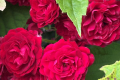 25.-Roza-Rosa-CRIMSON-SILUETTA-Korsilu06