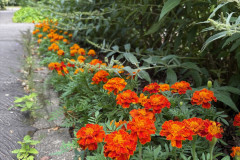 3.-Aksamitka-rozpierzchla-Tagetes-patula-Carmen