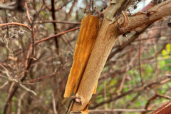 5.-Kora-zylistka-karbowanego-Deutzia-crenata