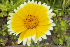 6.-Laja-Laya-platyglossa