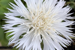 7.-Chaber-cesarski-Centaurea-imperialis-The-Bride