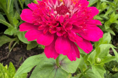 8.-Cynia-wytworna-Zinnia-elegans-Cresto-Violet