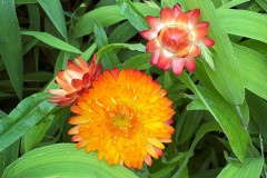 9.-Kocanki-ogrodowe-Xerochrysum-bracteatum