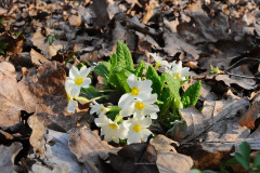 001.-Pierwiosnek-bezlodygowy-na-stanowisku-w-Lancuchowie_04.04.2019_Dabrowska-A_1