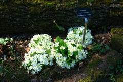 001a.-Pierwiosnek-bezlodygowy-w-lesnym-zakatku-w-Ogrodzie-Botanicznym