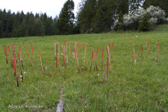 002.-Obserwowane-stanowisko-pierwiosnka-omaczonego-w-Beskidach