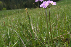 003.-Pierwiosnek-omaczony-2