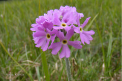 004.-Pierwiosnek-omaczony