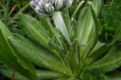 005.-Pierwiosnek-omaczony-3