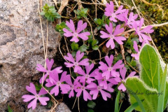 006.-Pierwiosnek-malenki