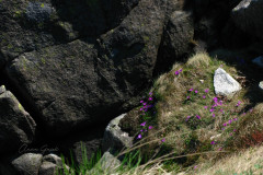 006a.-Pierwiosnek-malenki-w-Karkonoszach