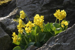 007.-Pierwiosnek-lyszczak-2