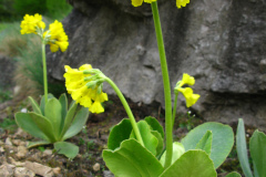 008.-Pierwiosnek-lyszczak