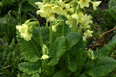 010.-Pierwiosnek-wyniosly-2