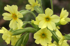 011.-Pierwiosnek-wyniosly-3