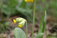 012.-Pierwiosnek-lekarski-2