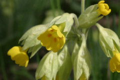 013.-Pierwiosnek-lekarski