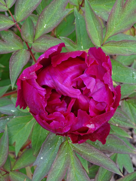 7.-Paeonia-×suffruticosa-Shimadaijin-scaled