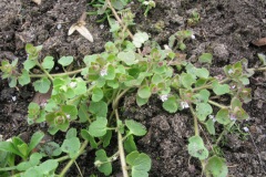 Veronica hederifolia, przetacznik bluszczykowy