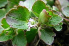 Veronica hederifolia, przetacznik bluszczykowy