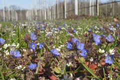 Veronica triphyllos, przetacznik trójlistkowy